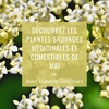 affiche Sortie Plantes sauvages comestibles et médicinales