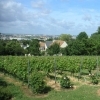 Visite des Vignes de Sucy - Vignes de Sucy-en-Brie - Journées du Patrimoine 2022
